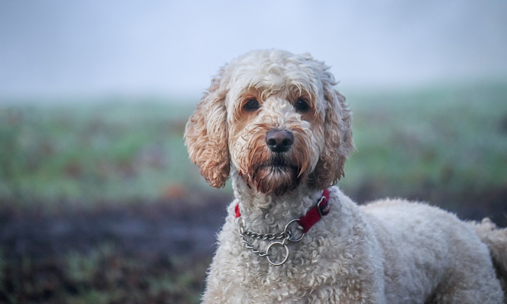labradoodle dog