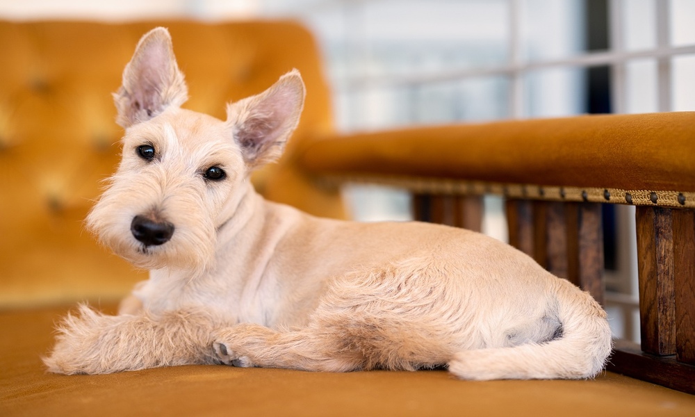 scottish terrier dog