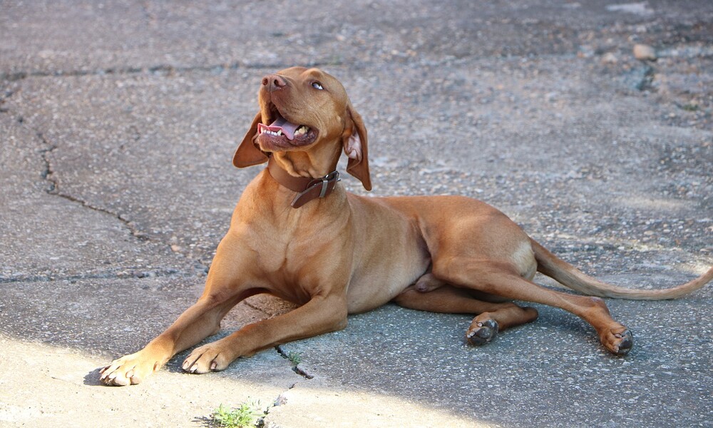 vizsla dog