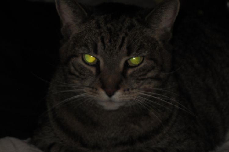 cat in the dark