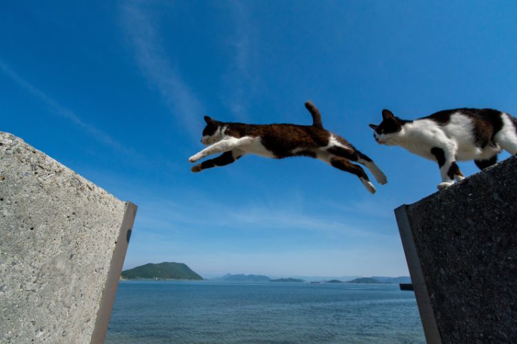 black and white cats jumping
