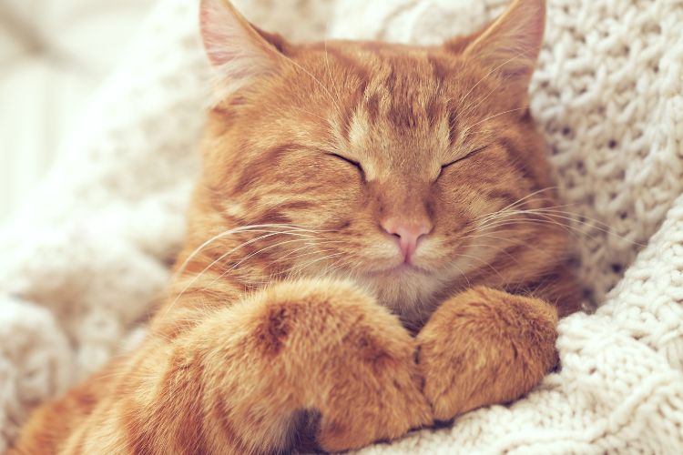 ginger cat sleeping