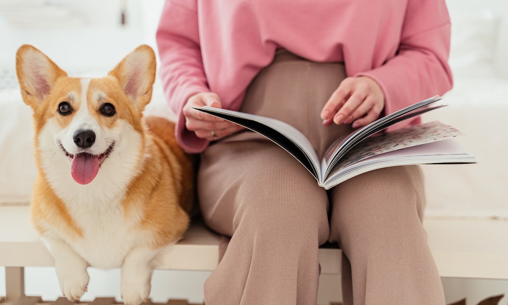 corgi dog