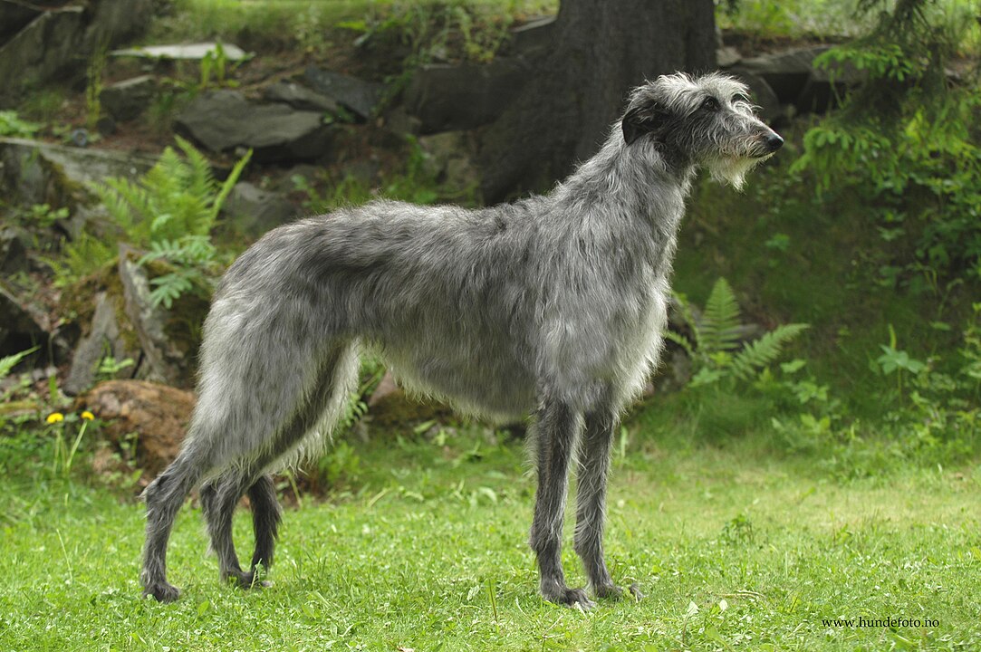 scottish deerhound dog