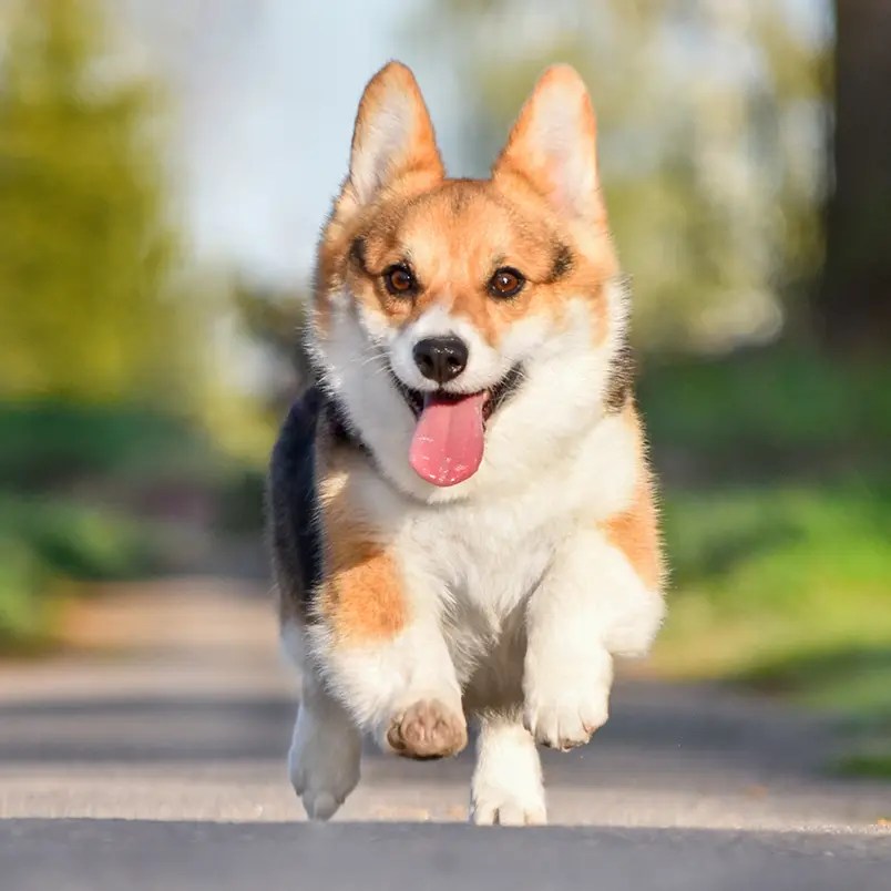 dog running