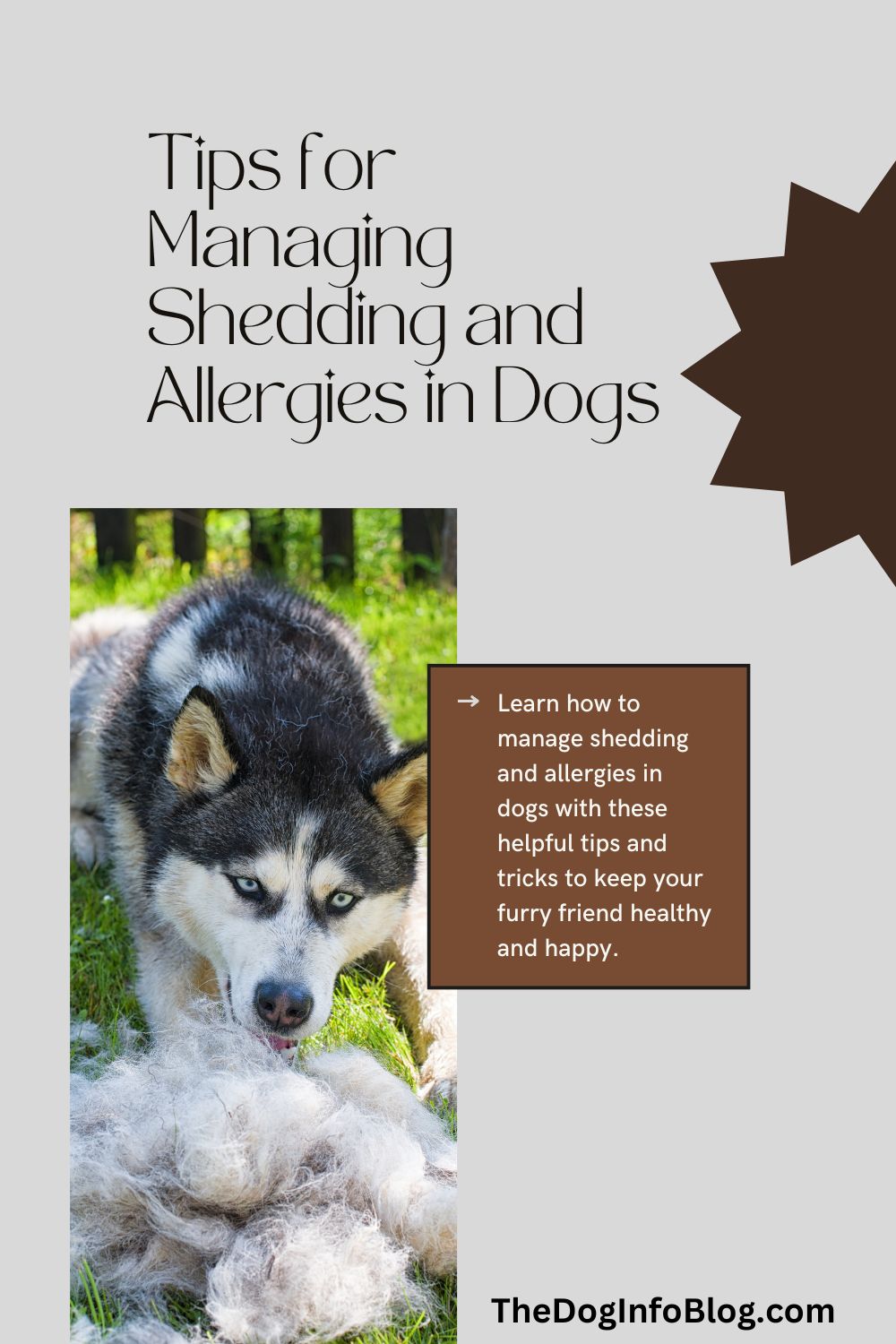 managing shedding and allergies in dogs