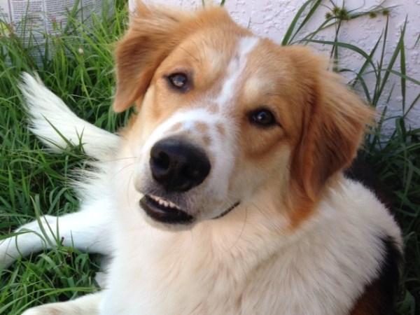 Teddy~Adopted