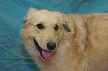 Romeo – Adopted