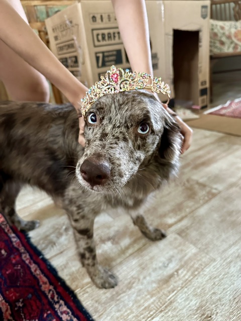 Nora – Adopted
