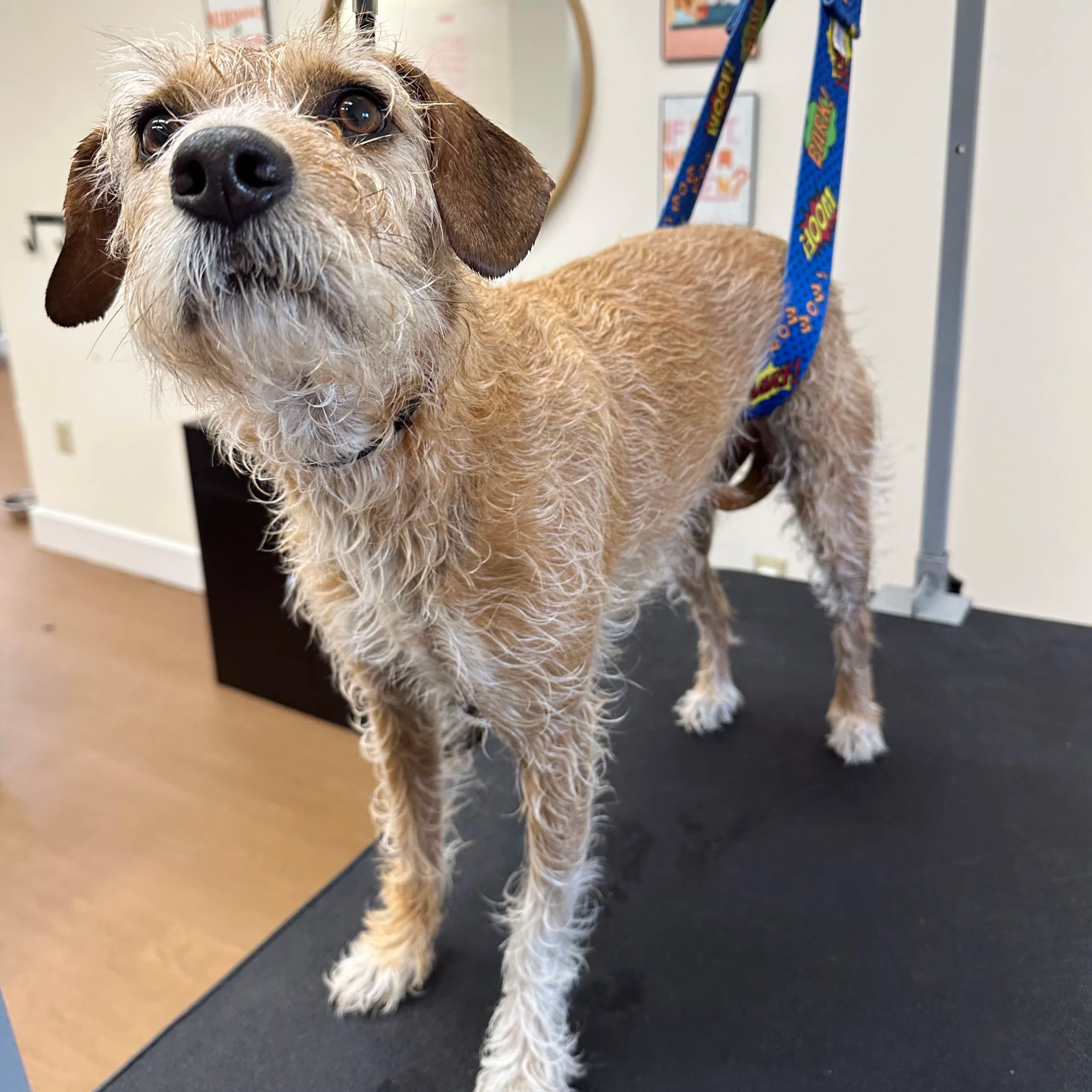 Dog Groomers in Andover, MA | The Dog Nanny Grooming Salon