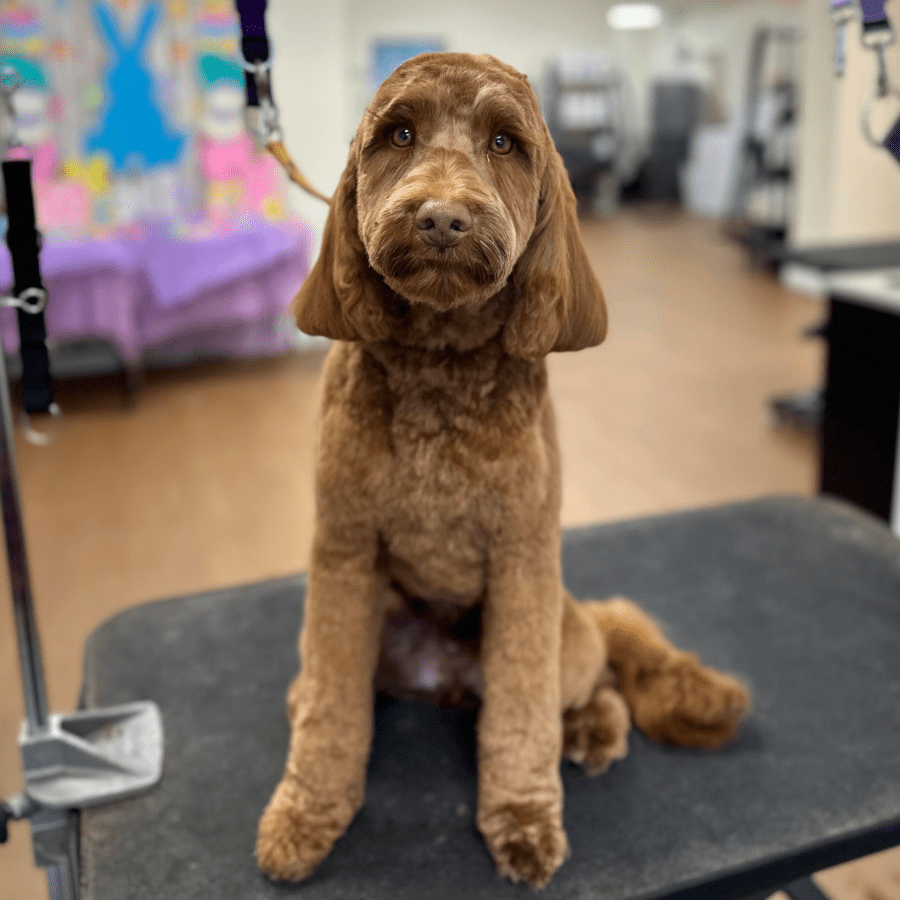 Dog Groomers in Andover, MA | The Dog Nanny Grooming Salon