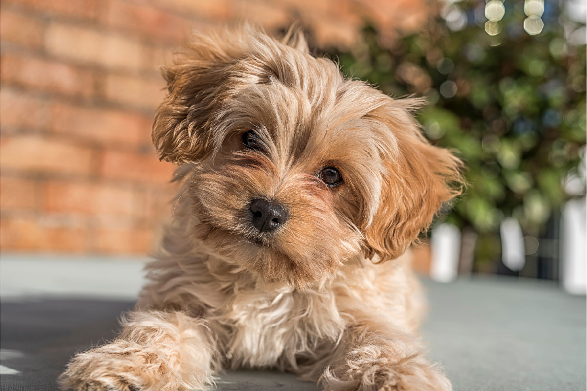 cavapoochon outside