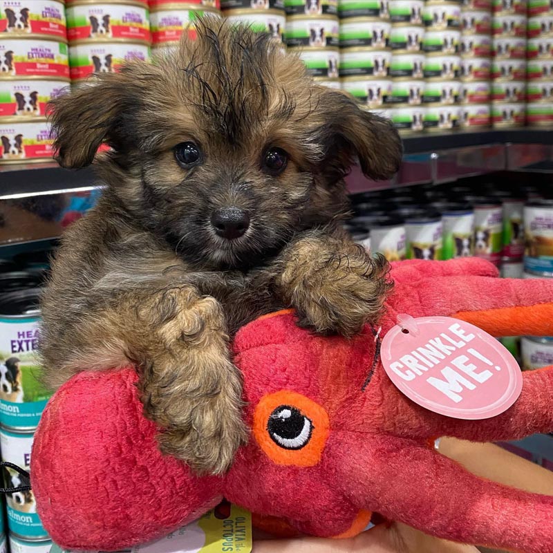 13 Things to Know about Pomapoo Dogs