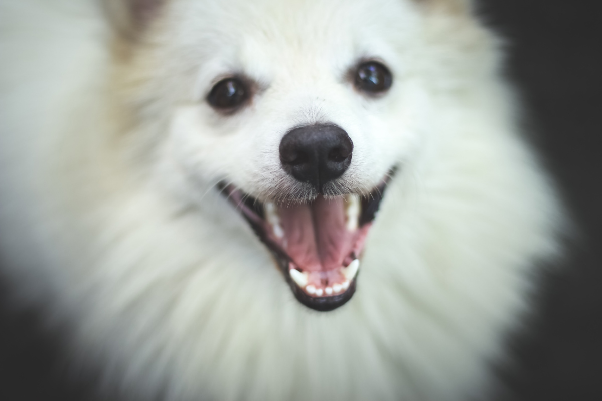 white indian Spitz