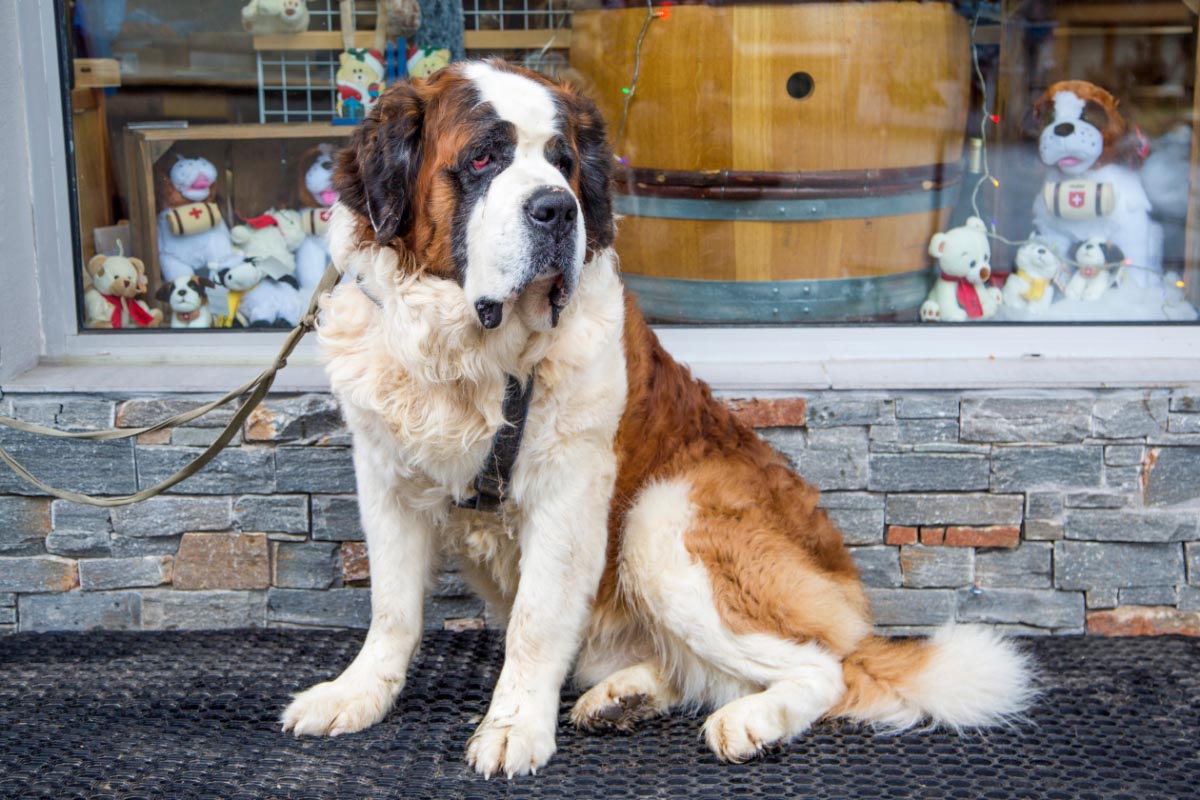 saint bernard most aggressive dog breeds