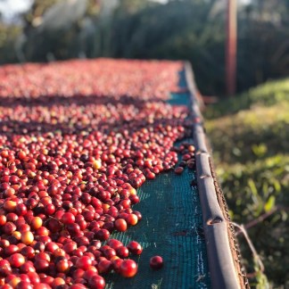 Costa Rica Single Origin