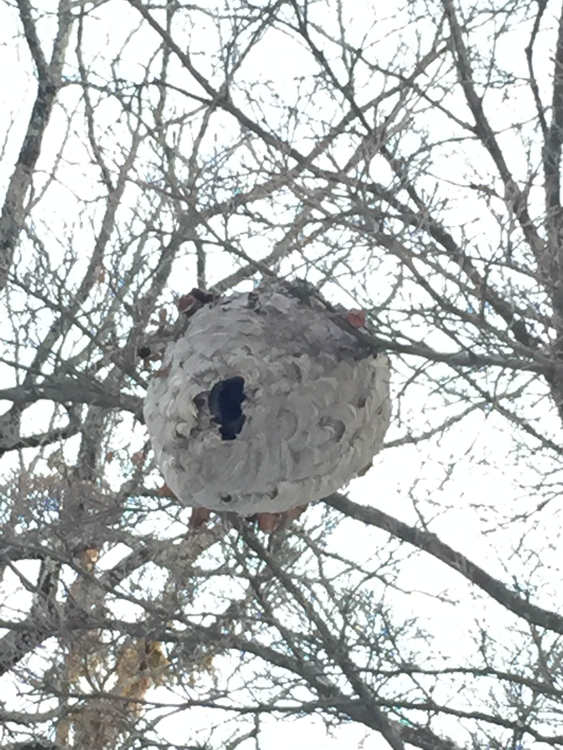 Forest Findings: Aerial Nest – The Drew Acorn