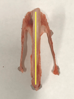 A normal, non-damaged keel bone (straight). [Source: Allison Pullin]