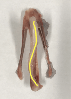 A deviated keel bone with the curvature highlighted in yellow. [Source: Allison Pullin]