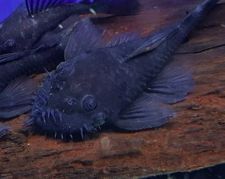 Medusa Pleco Blue Lda74 The Evolved Fish