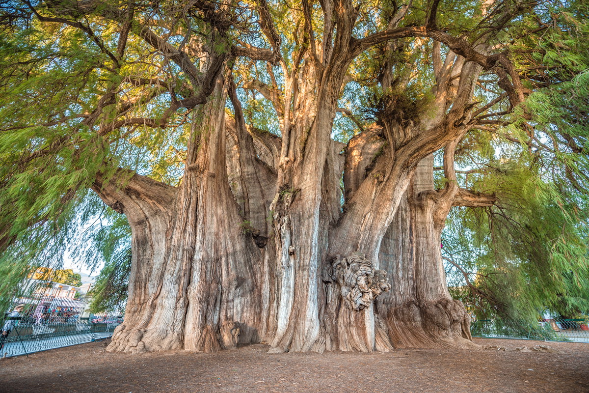 Even Guinness Acknowledges Oaxaca's Famous Tree - The Eye Mexico