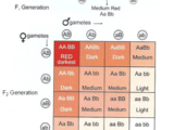 Polygenic Inheritance Examples