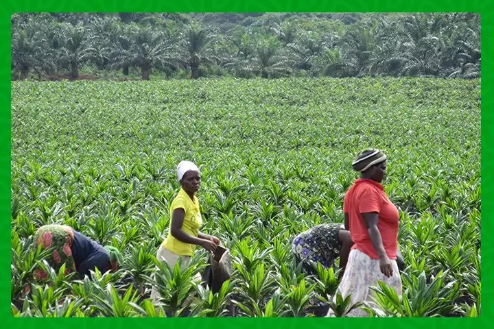 Securing land, securing futures: agricultural productivity, land tenure security and conflict in
