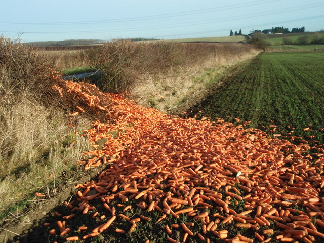 Carrot Oppression and the  Othering of Unwanted Species