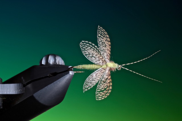 Wally wing fluttering caddis/sedge