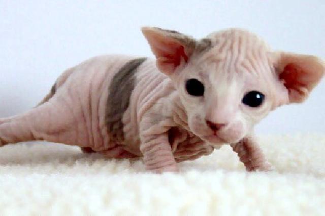 6 strange breeds of hairless cats