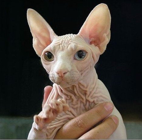 6 strange breeds of hairless cats