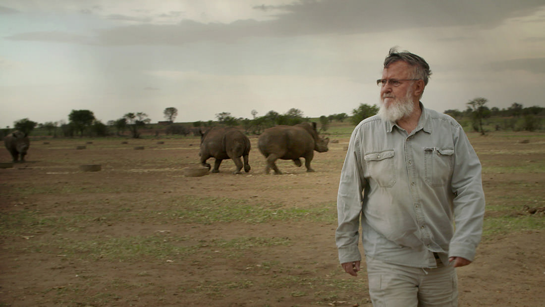 Man observing two rhinoceroses in a savannah landscape.