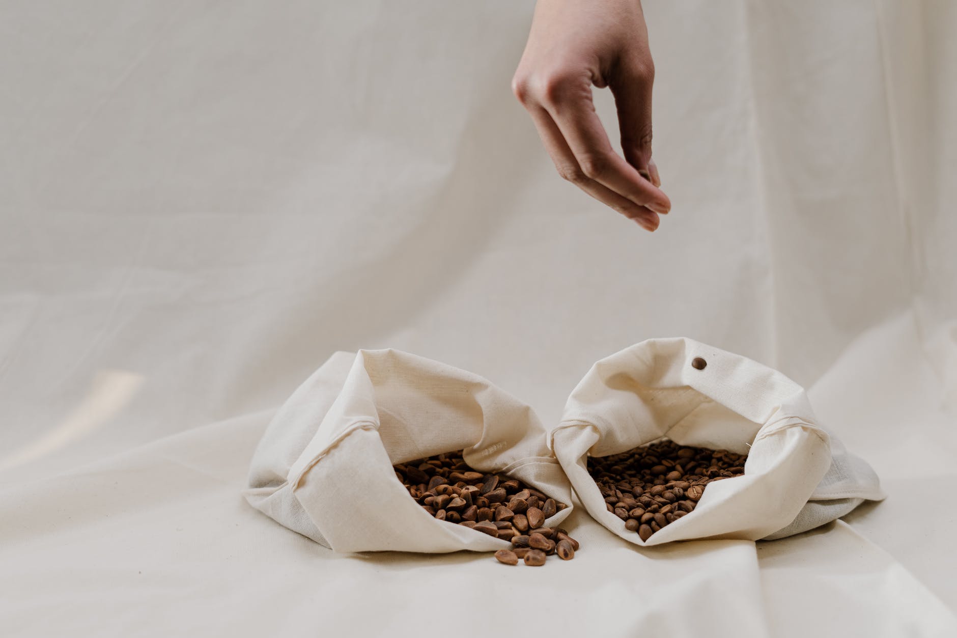 a person holding brown coffee beans