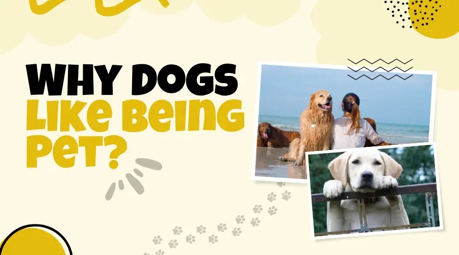 Why Do Dogs Like Being Petted Why Dogs Like Being Pet.webp