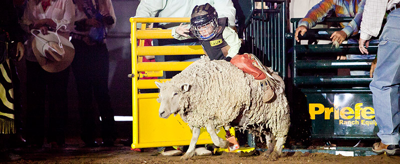 Mutton Bustin