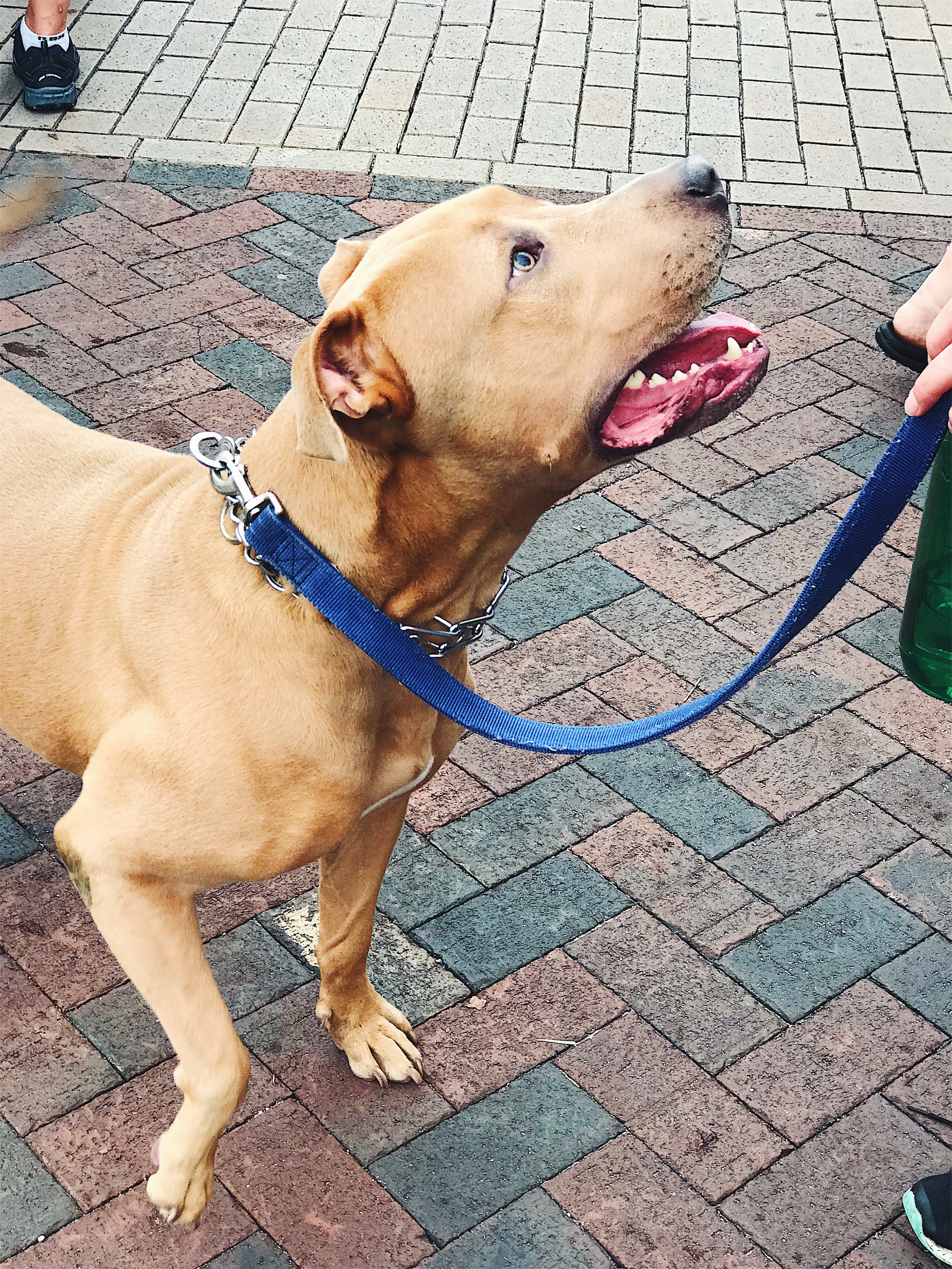 A beautiful, happy mutt.