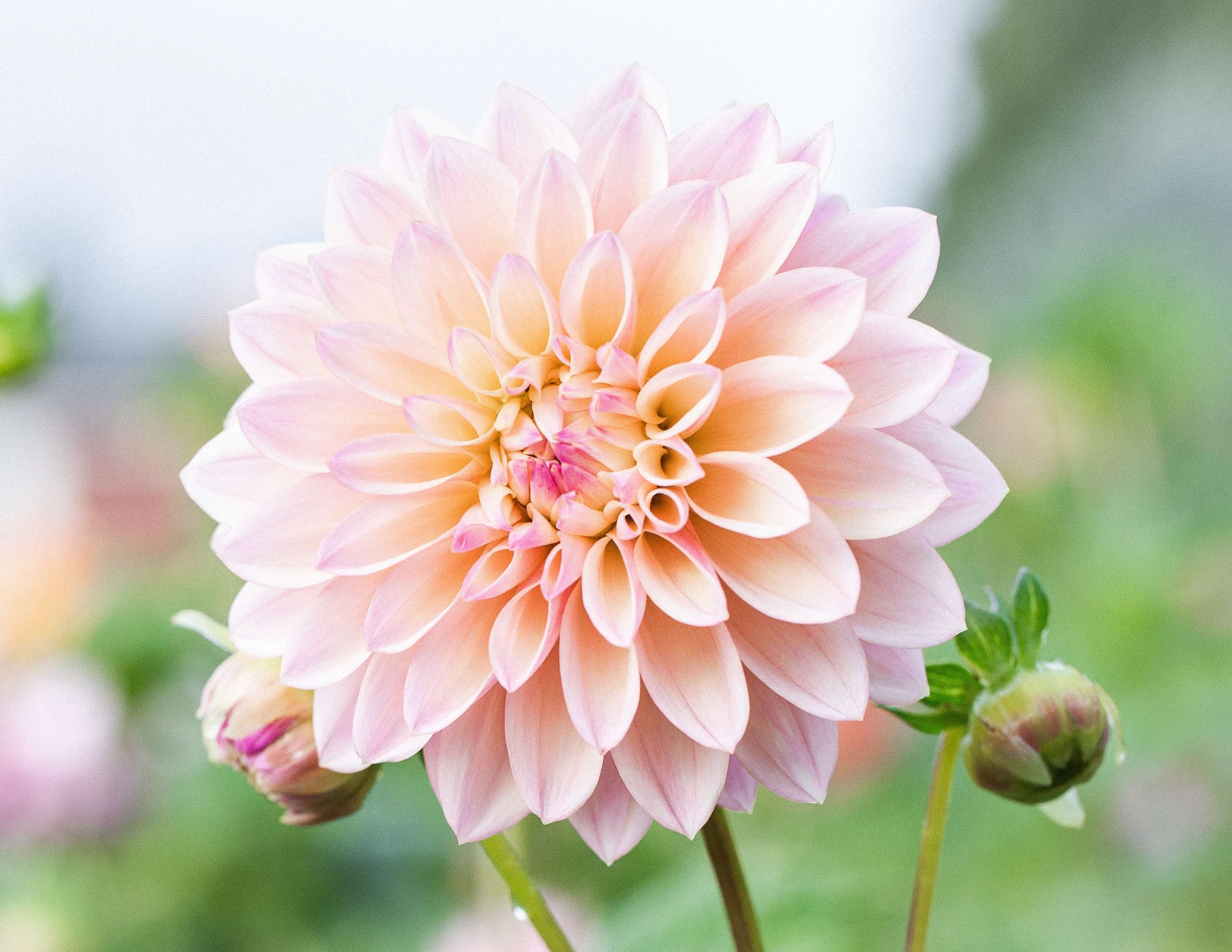 Dahlia Tubers For Sale