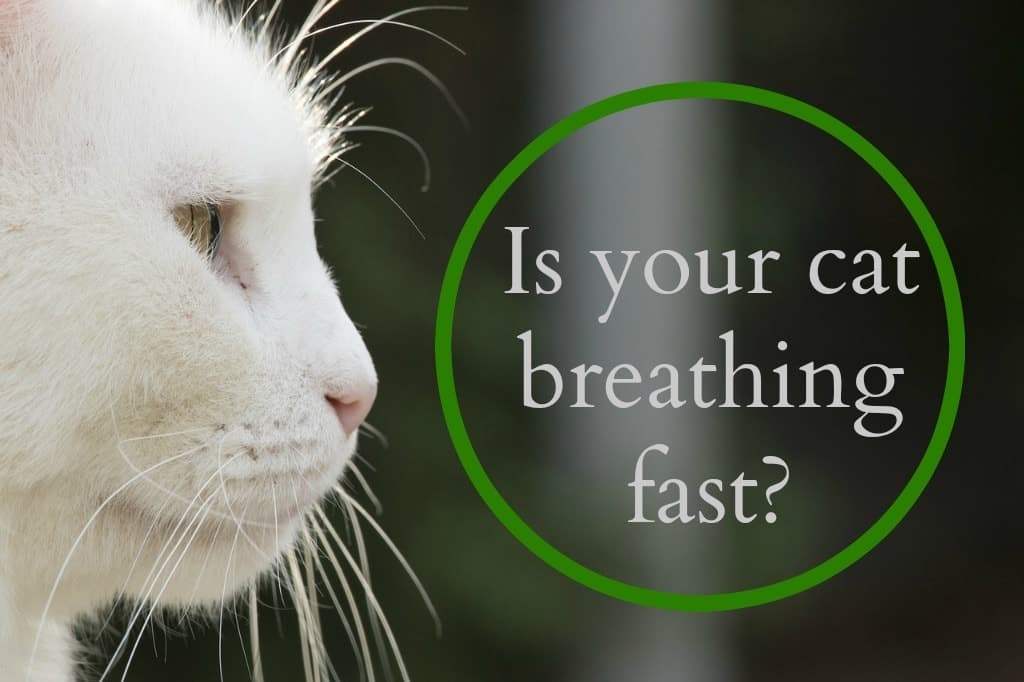 My Cat Is Breathing Fast What Should I Do Fluffy Kitty