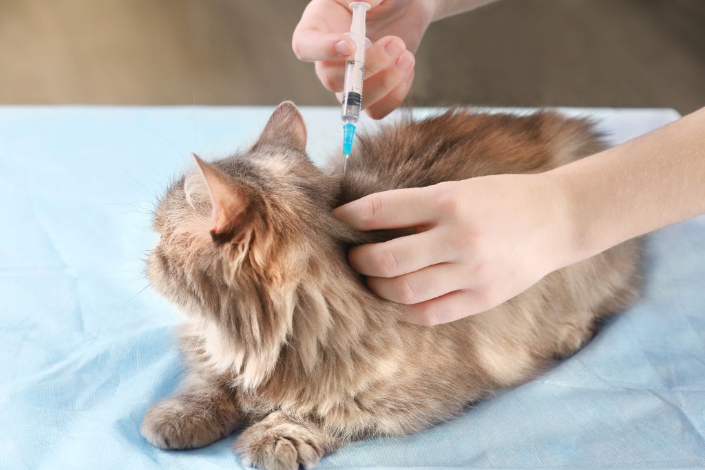 Cat vaccine side effects: what to know