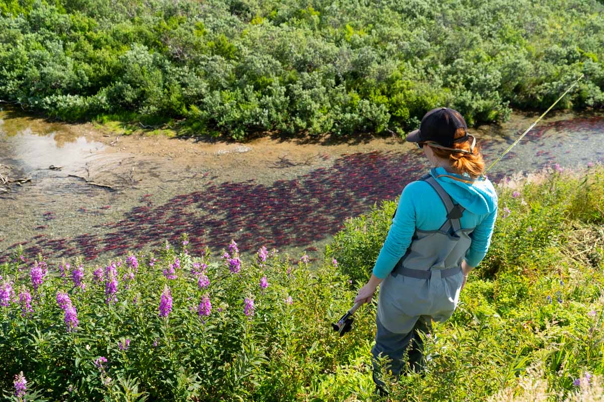 Pebble Mine Update and Call to Action
