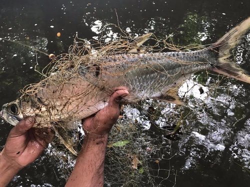 Help End Destructive Gill-Netting in Belize