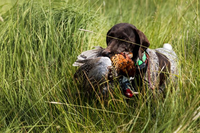 dog carrying a bird