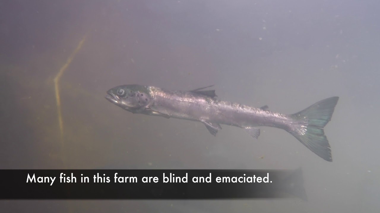 Denmark Ends Atlantic Salmon Farming in Their Ocean’s
