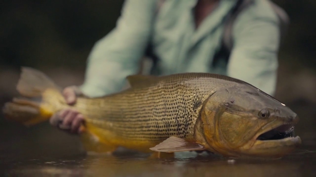 Video of the Week: Fly Fishing for Dorado