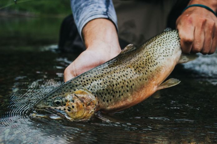 Collins trout