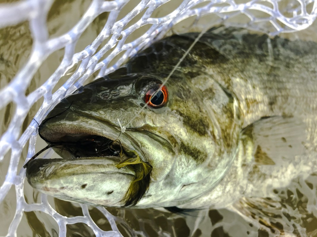 bass