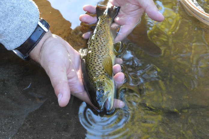 stocked trout
