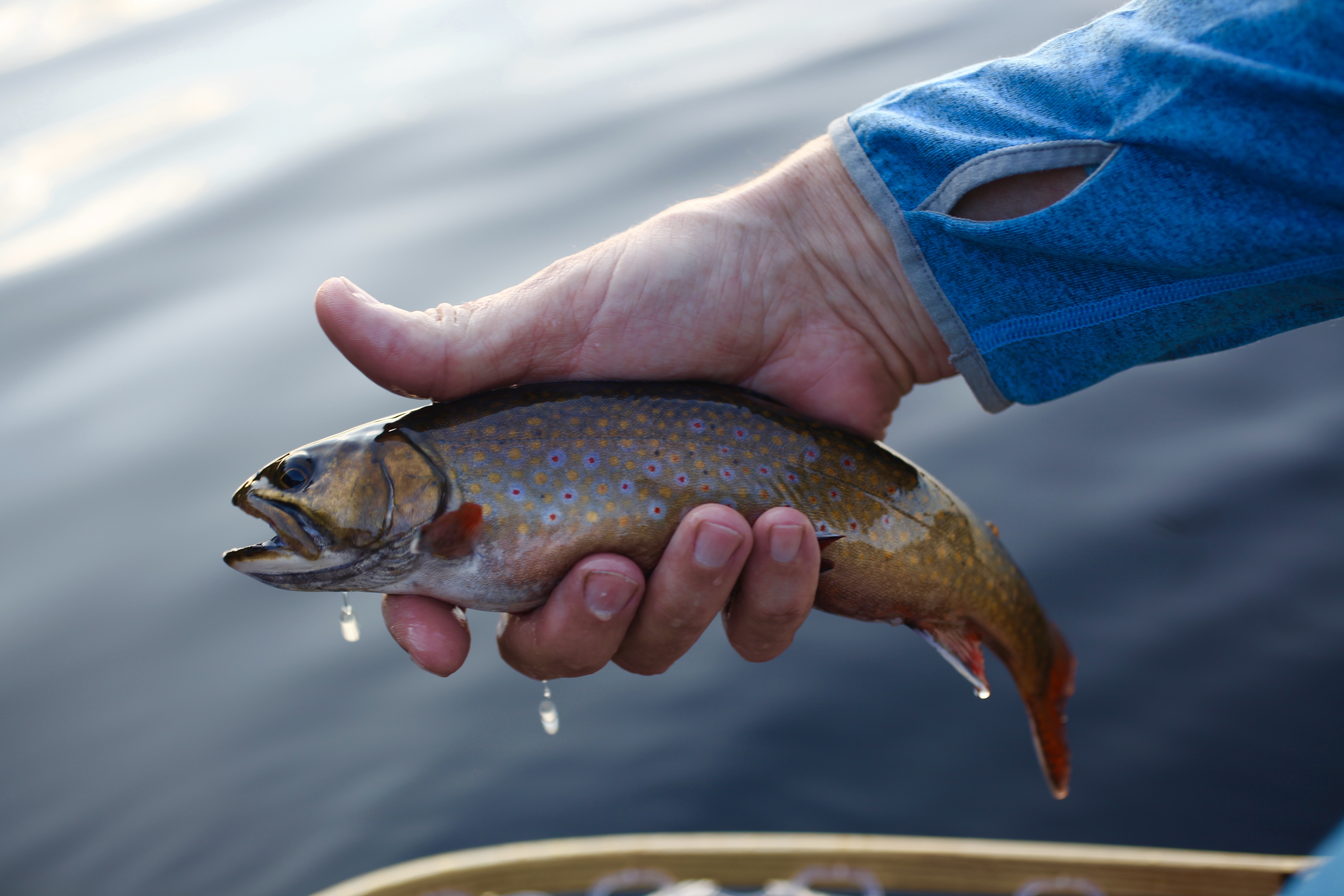 Fly Fishing On a College Budget