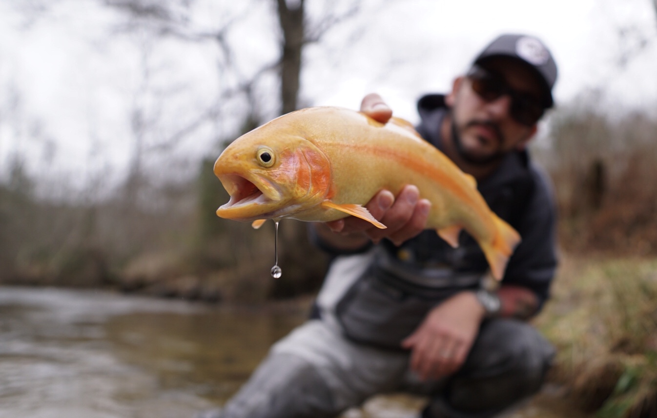 Palomino Trout… the swimming Banana!