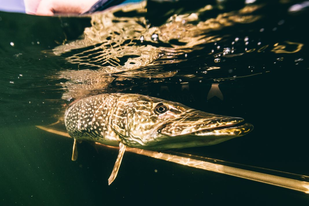 pike underwater